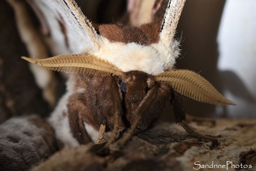 Mâle de Grand Paon de nuit, Saturnia pyri et ses larges antennes bipectinées, Accouplement Grands paons de nuit, 16 mai 2021 (30)