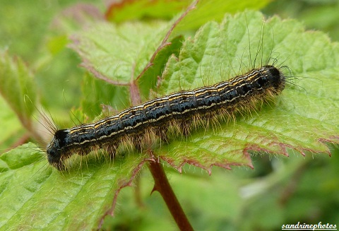 malacosoma neustria (1)