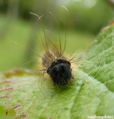 malacosoma neustria, La Livrée