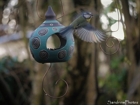 Mangeoire et Mésange bleue, Poterie de l`Erable, Chauvigny, Oiseaux de nos jardins, Bouresse (6)