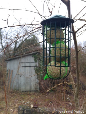 Mangeoires à oiseaux, Boules de graisse, Jardin, Refuge LPO Le Verger Bouresse 86410, décembre 2017 (7)