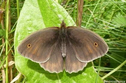 Maniola jurtina, Le Myrtil, mâle, Papillon de jour, Butterflies, Bouresse, Poitou-Charentes, 21 juin 2013 (12)