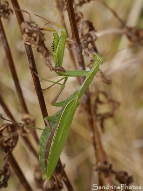 Mante religieuse, femelle prête à pondre, Bouresse 86, le Verger, Biodiversité en Région Nouvelle-Aquitaine  (10)