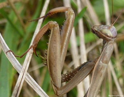 Mante religieuse marron, Pattes antérieures, Mantis religiosa, Dictyoptères, Insectes, Bouresse, Poitou-Charentes GF