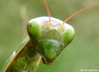 Mante religieuse verte, Mantis religiosa, Dictyoptères, Insectes, Bouresse, Poitou-Charentes pf