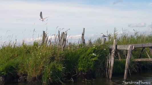 Marais de Brière, Saint André des Eaux, Loire-Atlantique (34)