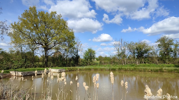 Mare de la Croix Curé, Bouresse.jpg