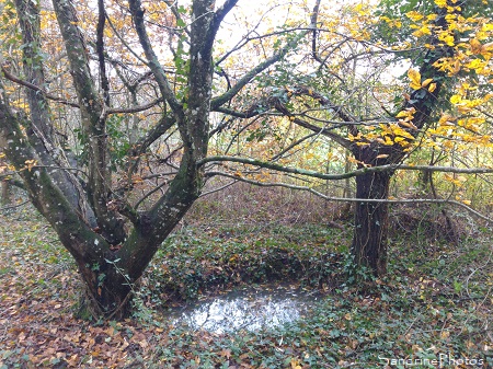 Mare de la Planchette, Point d`eau pour la faune sauvage, Refuge LPO Queaux, Sud Vienne 86 (6)