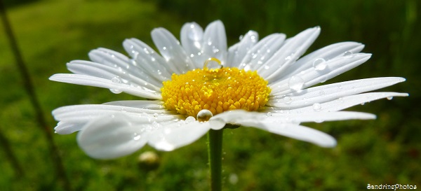 Marguerite, Daisy, fleurs sauvages, Wild flowers, Biodiversité, Bouresse, Poitou-Charentes (1)