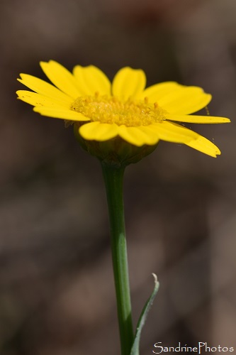 Marguerite dorée, Chrysanthème des moissons, Glebionis segetum, Fleurs sauvages jaunes, Les Cubaux, Queaux 86 (13)