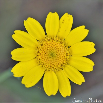 Marguerite dorée, Chrysanthème des moissons, Glebionis segetum, Fleurs sauvages jaunes, Les Cubaux, Queaux 86 (15)