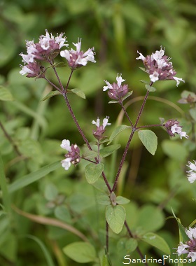 Marjolaine, Origan des jardins, Origanum majorana, Fleurs sauvages roses, Le Verger, Bouresse 86, Biodiversité en région Nouvelle Aquitaine (112)