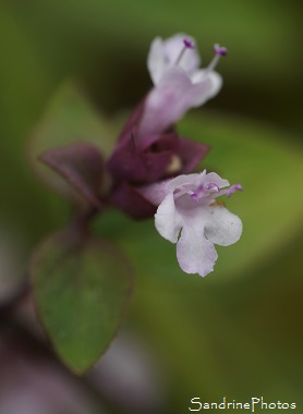 Marjolaine, Origan des jardins, Origanum majorana, Fleurs sauvages roses, Plante aromatique,Le Verger, Bouresse 86, Biodiversité en région Nouvelle Aquitaine (114)