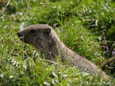 Marmotte des Alpes, Marmota marmota, Réserve d`Orlu des Pyrénées ariégeoises, Orlu, Ariège 2016 (5)