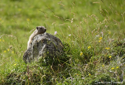 Marmotte des Alpes, Marmota marmota, Réserve d`Orlu des Pyrénées ariégeoises, Orlu, Ariège 2016 (6)