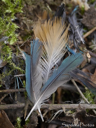 Martin Pêcheur, Plumes bleu turquoise, la Planchette, Le long de la Vienne, Queaux (3)