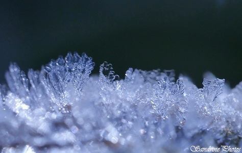 Matin de givre dans le jardin, Gouttes d`eau givrées à la forme de petites palmes, Morning of frost in the garden, frozen rain drops with a palm shape, Bouresse, Poitou-Charentes