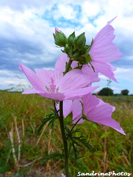  Mauve musquée, Malva moschata, Musk mallow, French wild flowers, aot 2012 Bouresse Poitou-Charentes France