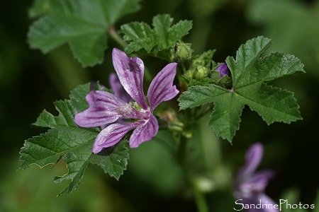 Mauve sylvestre, Malva sylvestris, Grande mauve, Fleurs roses, Flore de la Planchette, Queaux (4)