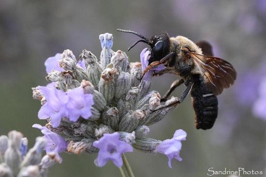 Megachile sculpturalis, Insectes, Hyménoptères, Juillet 2023 au Verger, Bouresse, Vienne 86