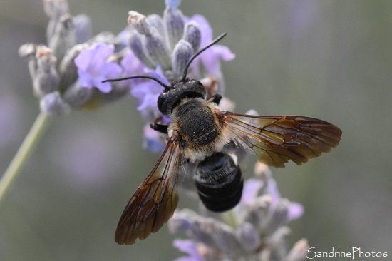 Megachile sculpturalis, Insectes, Hyménoptères, Juillet 2023 au Verger, Bouresse