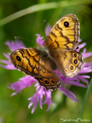 Mégère, Lasiommata megera, Nymphalidae, Papillons de jour, Le Verger, Bouresse (53)