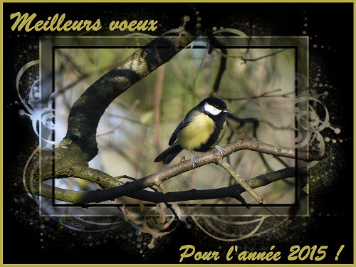 Meilleurs voeux pour l`année 2015, Mésange charbonnière, Oiseaux des jardins, Birds of the garden, Bouresse, Nature en France