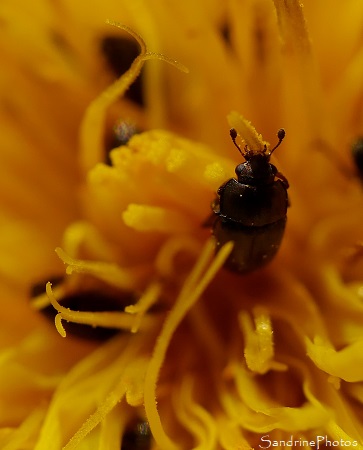 Meligethes sp., Meligethinae, Nitidulidae, Petits insectes coléoptères noirs sur pissenlit, Le Verger Bouresse (24)