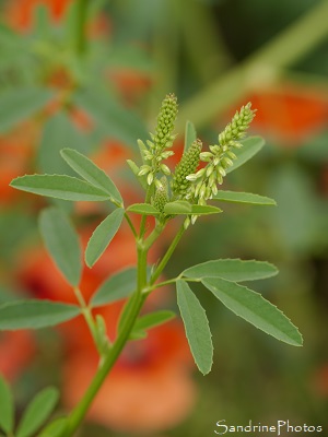 Mélilot blanc, Melilotus alba, Fleurs sauvages blanches, Le Verger, Refuge LPO, Bouresse, Sud-Vienne 86 (61)