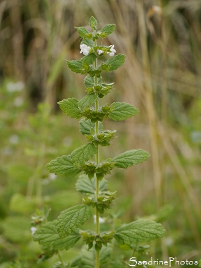 Mélisse officinale, Melissa officinalis, Plante aromatique, fleurs sauvages blanches, White wild flowers, Jardin, Le Verger, Bouresse 86, Biodiversité en région Nouvelle Aquitaine (126)