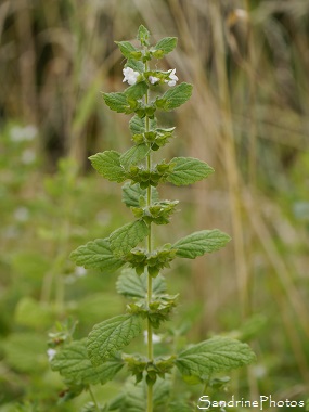 Mélisse officinale, Melissa officinalis, Plante aromatique, fleurs sauvages blanches, White wild flowers, Jardin, Le Verger, Bouresse 86, Biodiversité en région Nouvelle Aquitaine (126)