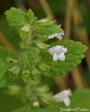 Mélisse officinale, Melissa officinalis, Plante aromatique, fleurs sauvages blanches, White wild flowers, Jardin, Le Verger, Bouresse 86, Biodiversité en région Nouvelle Aquitaine (127)