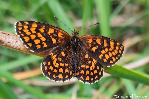 Mélitée des Mélampyres, Melitaea athalia, Papillons de jour, Nymphalidae, Mortaigues, Queaux (33)