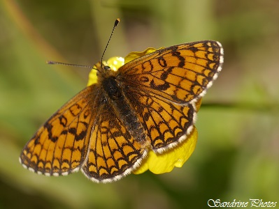 Mélitée des Scabieuses, Melitea parthenoides , Moths and butterflies, Nymphalidae, Papillons de jour du Poitou-Charentes, Bouresse, Cunodon (43)