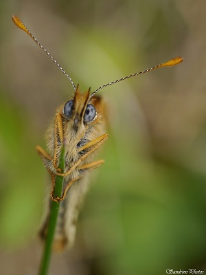 Mélitée des Scabieuses, Melitea parthenoides , Moths and butterflies, Nymphalidae, Papillons de jour du Poitou-Charentes, Bouresse, Cunodon 86 (41)