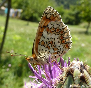 Mélitée des centaurées, Melitaea phoebe, Nymphalidae, Papillons de jours, Entrevaux, Provence, Juillet 2013 (1)