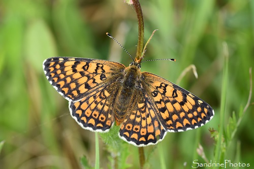 Mélitée du Plantain, Melitaea cinxia - Nymphalidae, Papillons de jour, Le Verger, Bouresse (32)