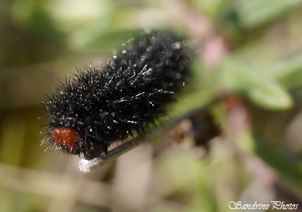 Mélitée du plantain Melitaea cinxia, Chenille noire, tête rouge, très épineuse, en groupe dans cocon de soie au sol, Buttes de Laloeuf, Sillars, Poitou-Charentes (12)