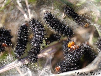 Mélitée du plantain Melitaea cinxia, Chenille noire, tête rouge, très épineuse, en groupe dans cocon de soie au sol, Les buttes de Laloeuf, Sillars, Poitou-Charentes (16)