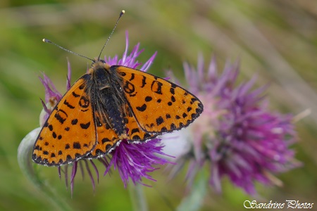 Mélitée orangée, melitaea didyma, Papillon orange et noir, Orange and black butterfly, La Roche-Fontserin-Lussac-Les-Châteaux, Poitou-Charentes