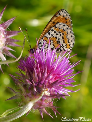 Mélitée orangée sur des chardons, Melitaea didyma, Papillon de jour, Moths and butterflies, Nymphalidae, La Roche-Fontserin-Lussac-Les-Châteaux (83)