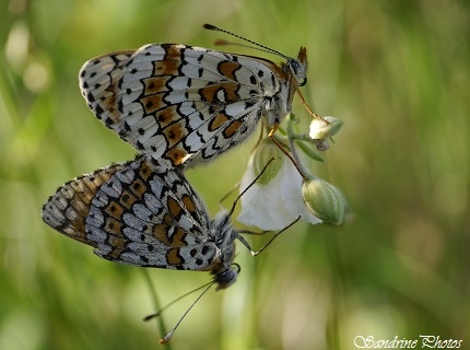 Mélitées du Plantain, Melitaea cinxia, Nymphalidae, papillons de jour, Moths and butterflies of Poitou-Charentes, Les buttes de la Bastière, Sillars, SandrinePhotos (10)