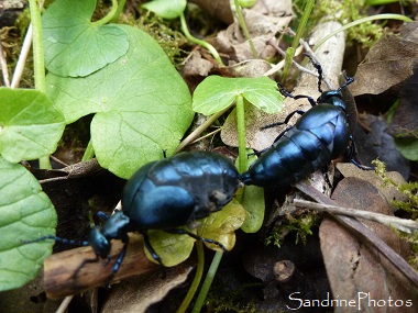 Méloé violacé, Meloe violaceus  Accouplement mâle avec antennes coudées, gros coléoptère bleu métallisé, Printemps, Blue beetle, Spring, Bouresse, Poitou-Charentes 86  (11)