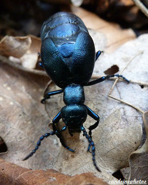 Méloé violacé - Meloe violaceus coléoptères reflets bleu métallique (7)