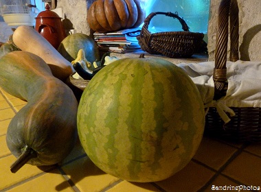 Melon d`eau, Cucurbitacées, courges, citrouilles et potirons, Bouresse, Poitou-Charentes, 2013 (5)