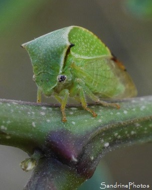 Membracide-bison, Stictocephala bisonia, Membracidae, Insecte à cornes sur Acacia, Jardin, le Verger, Bouresse, 86 Biodiversité en région Nouvelle-Aquitaine, Poitou (9)