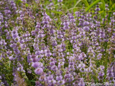 Menthe Pouliot, mentha pulegium, Fleurs sauvages lilas, Lilac wild flowers of France, Bouresse, 86, Poitou-Charentes  (13)