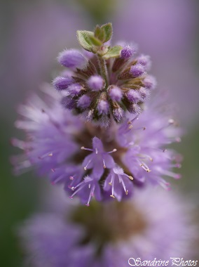 Menthe Pouliot, mentha pulegium, Fleurs sauvages lilas, Wild lilac flowers of France smelling menthol, Bouresse, Poitou-Charentes (20)