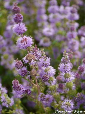Menthe Pouliot, mentha pulegium, Fleurs sauvages lilas, Wild lilac flowers of France smelling menthol, Bouresse, Poitou-Charentes (6)