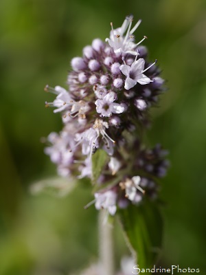 Menthe aquatique, Mentha aquatica, Fleurs sauvages mauves des Marais de Brière, Rozé, Loire-Atlantique (4)